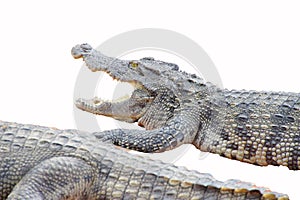 Juvenile crocodile with gaping jaws photo
