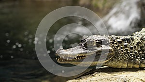 Juvenile Crocodile lying in the sun