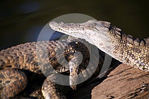 Juvenile Crocodiles (South Africa)