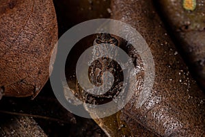 Juvenile Cururu Toad