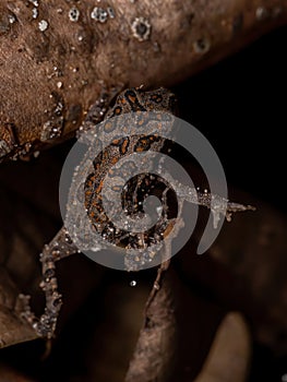 Juvenile Cururu Toad
