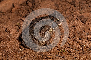 juvenile Cururu Toad