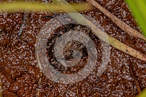 Juvenile Cururu Toad