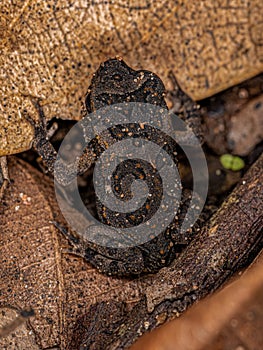 juvenile Cururu Toad