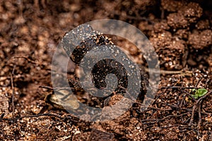juvenile Cururu Toad