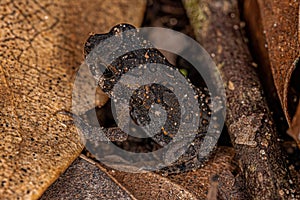 juvenile Cururu Toad