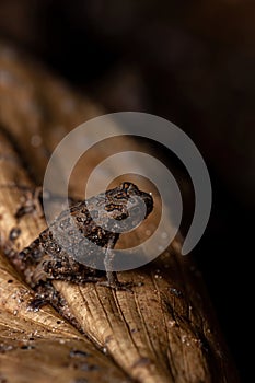 Juvenile Cururu Toad