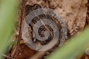 Juvenile Cururu Toad