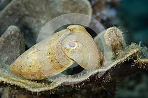 Juvenile Cuttlefish on Reef