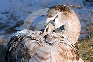 A juvenile cygnet Mute Swan (Cygnus olor) preening its feathers on an autumn day