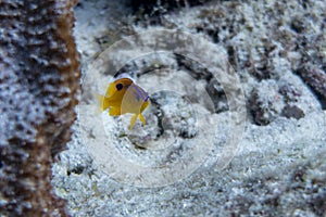 Juvenile damselfish defending its territory