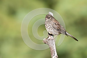 Juvenile Dark-eyed Junco in Alaska