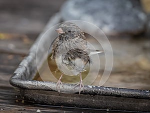 Juvenile Dark-eyed Junco in Alaska