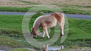 Juvenile Dartmoor pony drinking and grazing from a rain puddle