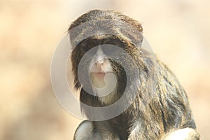De Brazza monkey photo