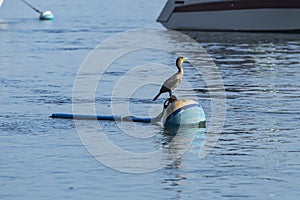 Juvenile Double-Crested Cormorant on a Buoy