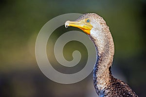 Juvenile Double-Crested Cormorant closeup