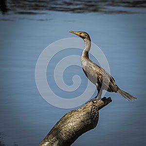 Juvenile Double Crested Cormorant on a Log