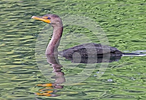 Juvenile Double-crested Cormorant Phalacrocorax auritus swimming