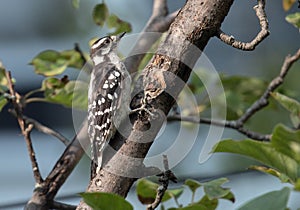 Juvenile Downy Woodpecker perching on branch Quebec