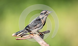 A juvenile Downy woodpecker ` Picoides pubescens ` forages for food .