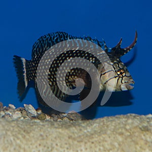 Juvenile Dragon Wrasse