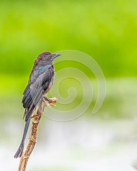 A Juvenile Drongo on a branch