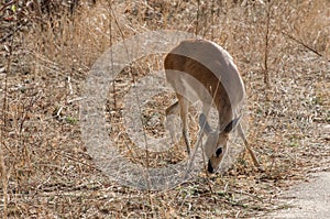 Juvenile Duiker Nibbling Grasses at Roadside