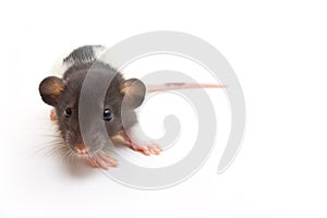 Juvenile Dumbo Fancy Rat