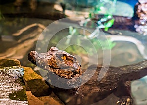 Juvenile dwarf caiman crocodile laying in the water with his head in closeup, tropical alligator from America