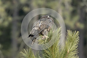 Juvenile eagle preens itself on a tree top