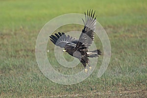 Juvenile of eagle was soaring from the ground.