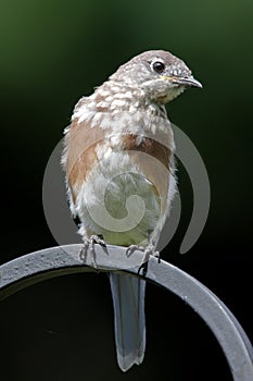 Juvenile Eastern Bluebird