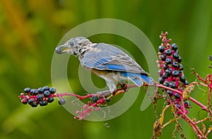 Juvenile eastern bluebird - Sialia sialis - eating Phytolacca americana