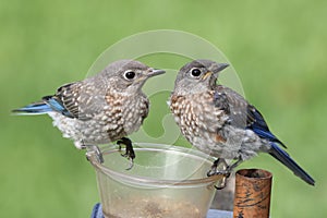 Juvenile Eastern Bluebirds