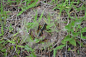 Juvenile Eastern Lubber Grasshopper