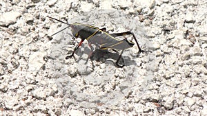 Juvenile eastern lubber grasshopper walking