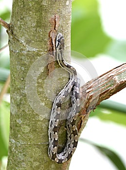 Juvenile Eastern Ratsnake in a tree at Phinizy Swamp, Georgia