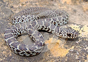 Juvenile Eastern Yellow-bellied Racer snake