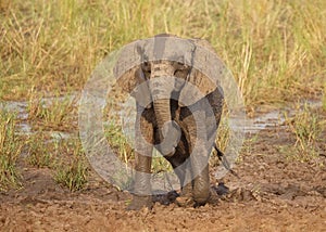 Juvenile Elephant Elephantidae playing in the mud