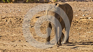 Juvenile elephant in the Hoanib river valley
