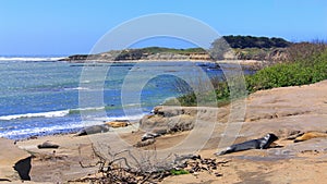 Juvenile Elephant Seals on Pacific Beach, Ano Nuevo State Park, Big Sur Coast, California, USA photo