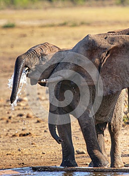 Juvenile elephants drinking at waterhole
