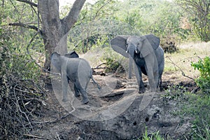 Juvenile Elephants on tour in Queen Elizabeth National Park, Uganda