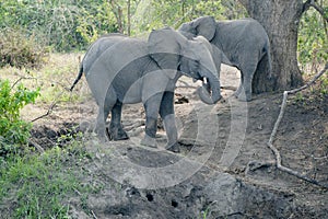 Juvenile Elephants on tour in Uganda Queen Elizabeth National Park.