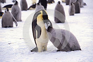 Juvenile Emperor Penguin being fed, Weddell Sea, Antarctica