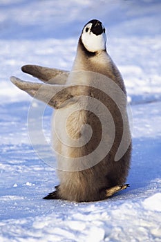 Juvenile Emperor penguin on ice floe, Weddell Sea, Antarctica