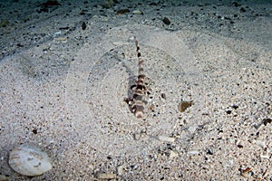 Juvenile Endemic Raja Epaulette Shark on Sand