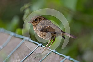 Juvenile Eurasian Robin Standing on a brench