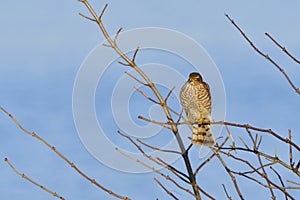 Juvenile Eurasian sparrowhawk